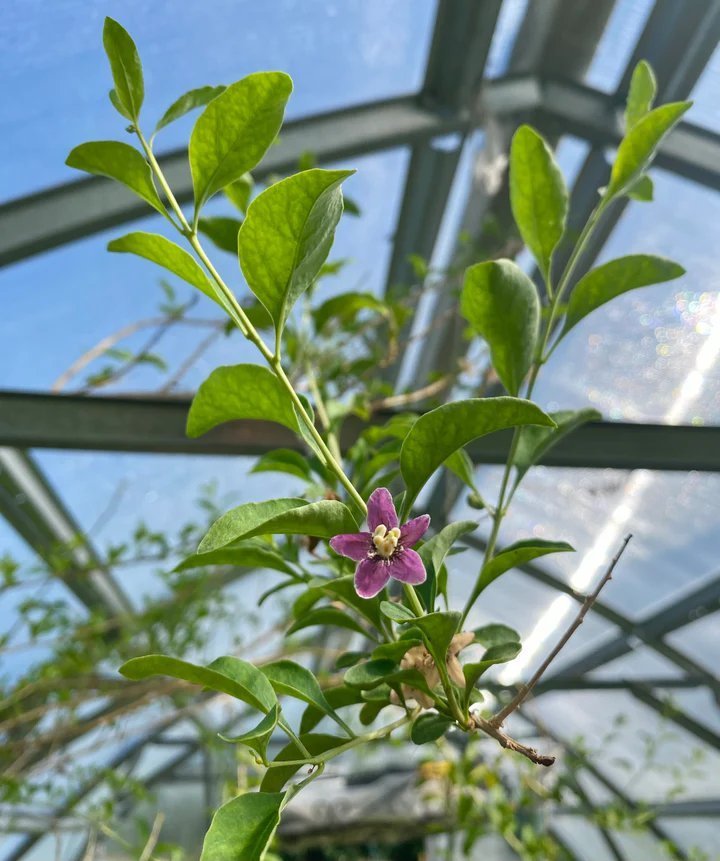 NU: 2 FÖR 1! Gojibär / Bocktörne 20-40 cm (Lycium barbarum)