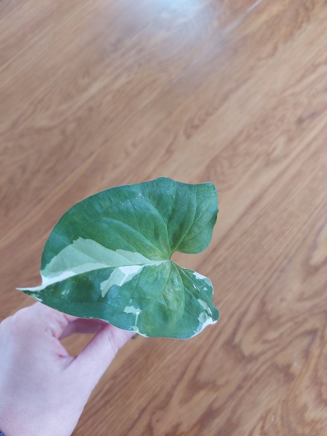 Syngonium Podophyllum Albo Variegata