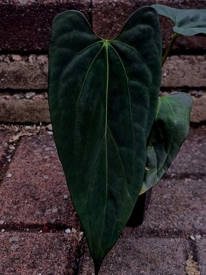 *Raritet* Anthurium 'Azure Drake' × papillilaminum 'Marie'