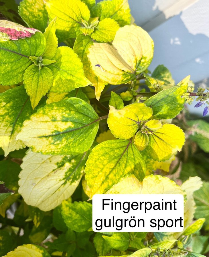 Palettblad/coleus frön, minst 5frön Fingerpaint gulgrön sport öppet pollinererad