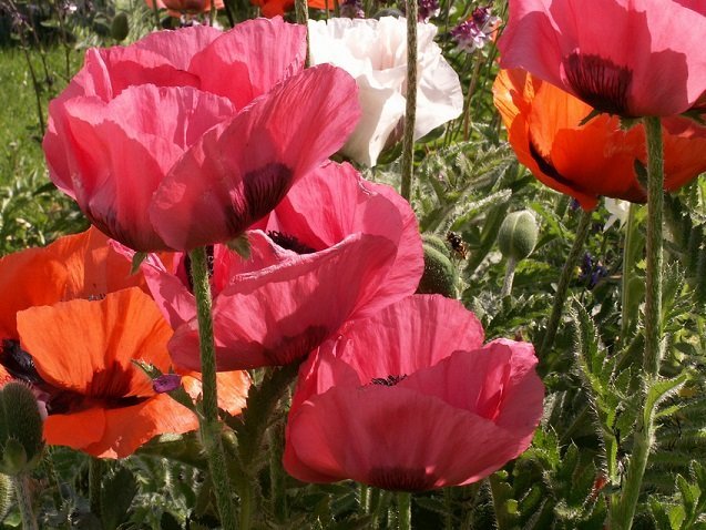 Papaver orientale mix - Jättevallmo