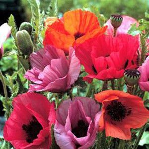 Papaver orientale mix - Jättevallmo