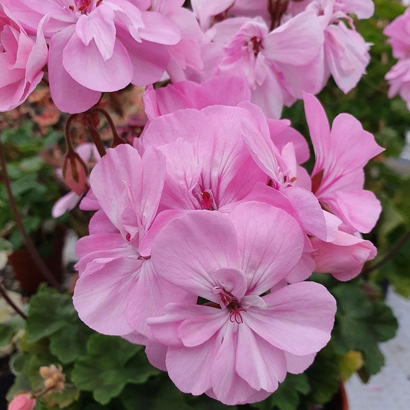 Paket Fyra skott av mina Pelargoner!