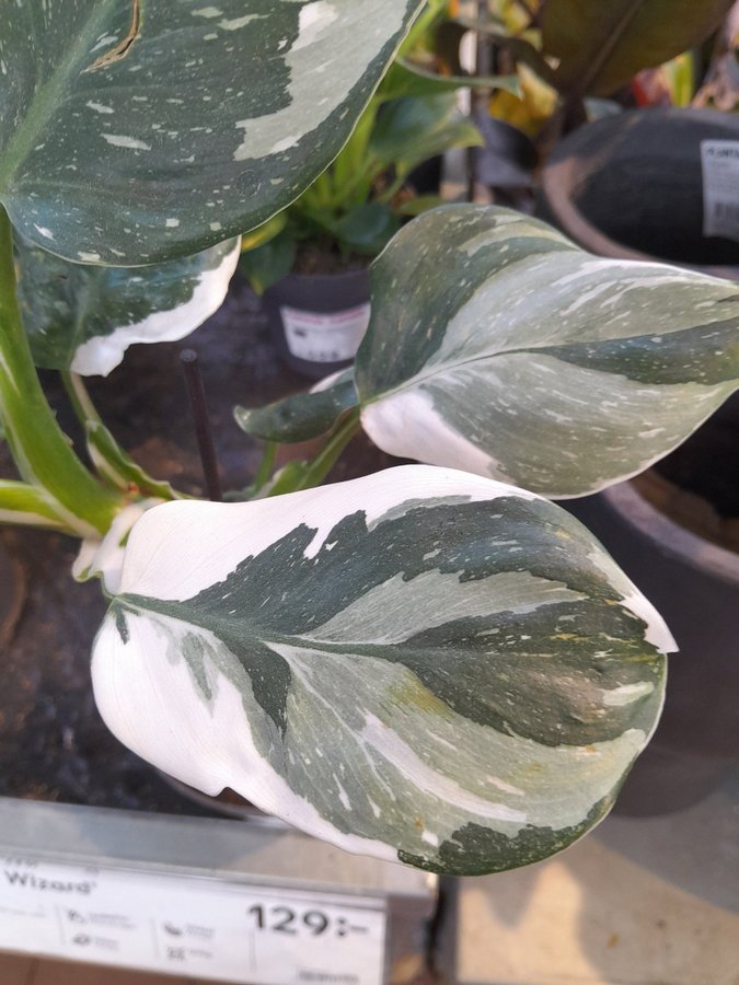 Philodendron White Wizard. Superfin WW