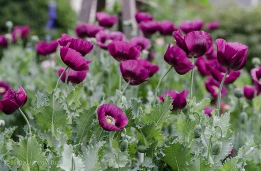 Laurens Grape Poppy. 30 frön. Omtalad och känd sort.