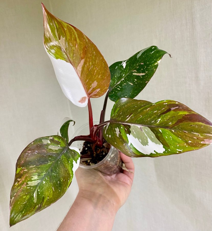 Philodendron Red Anderson Variegata