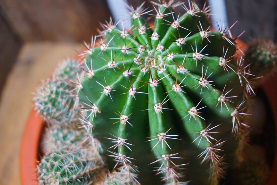 Kökssjöborrekaktus Echinopsis oxygona stickling