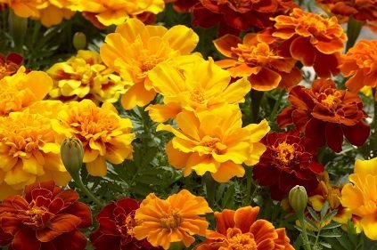 Tagetes patula 'Mix' - Tagetes