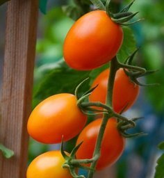 TOMAT - Körsbärstomat - Santorange - Orange oval