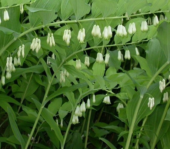 Polygonatum multiflorum - Storrams