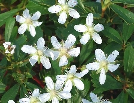 Potentilla tridentata 'Nuuk' - Tretandsfingerört