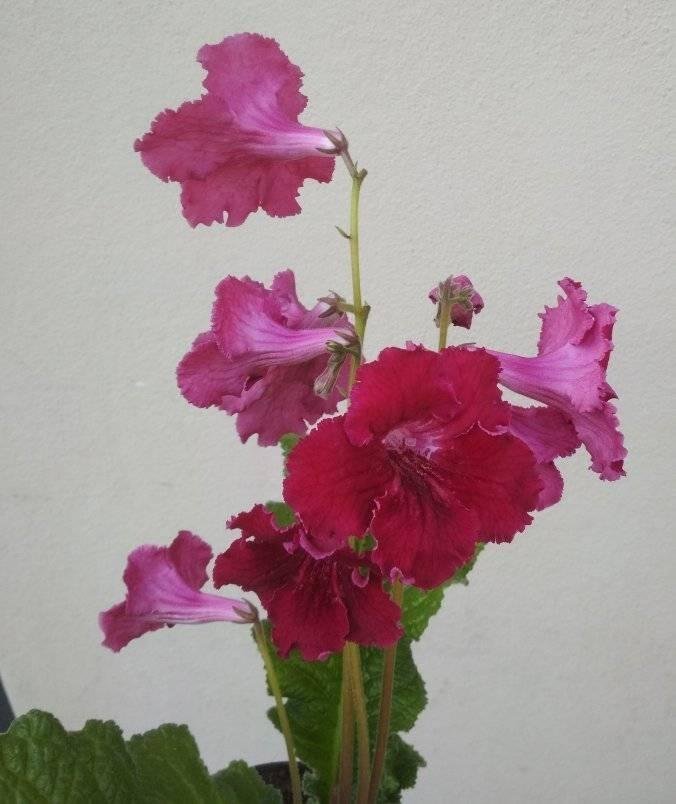 Streptocarpus Popy en ung planta bild 2