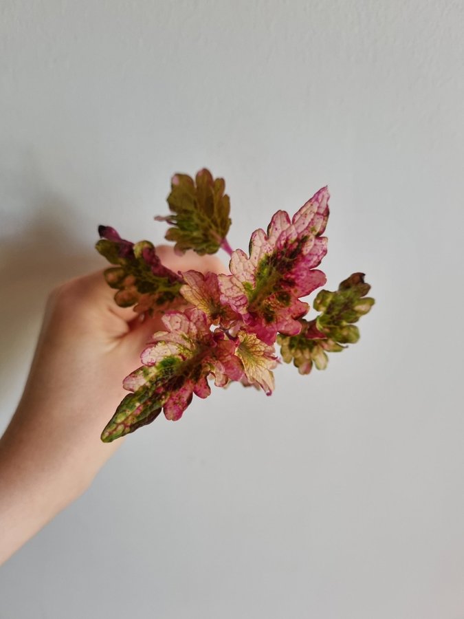 Palettblad Flora Coleus Stickling