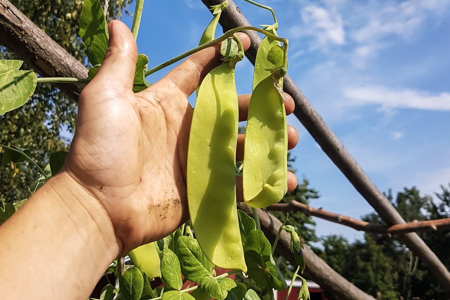 Lokförare Bergfälts Jätteärt, Sockerärt, 10 frön