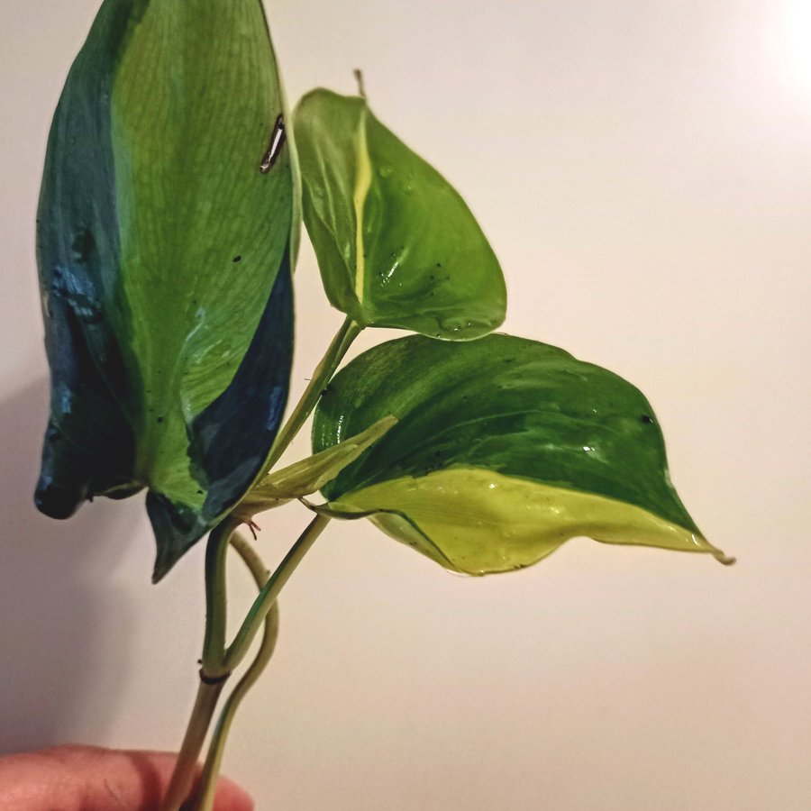 PHILODENDRON BRASIL - planta