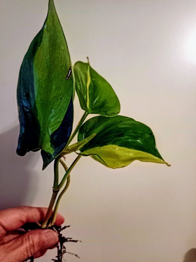 PHILODENDRON BRASIL - planta