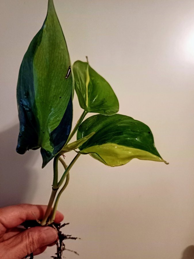 PHILODENDRON BRASIL - planta