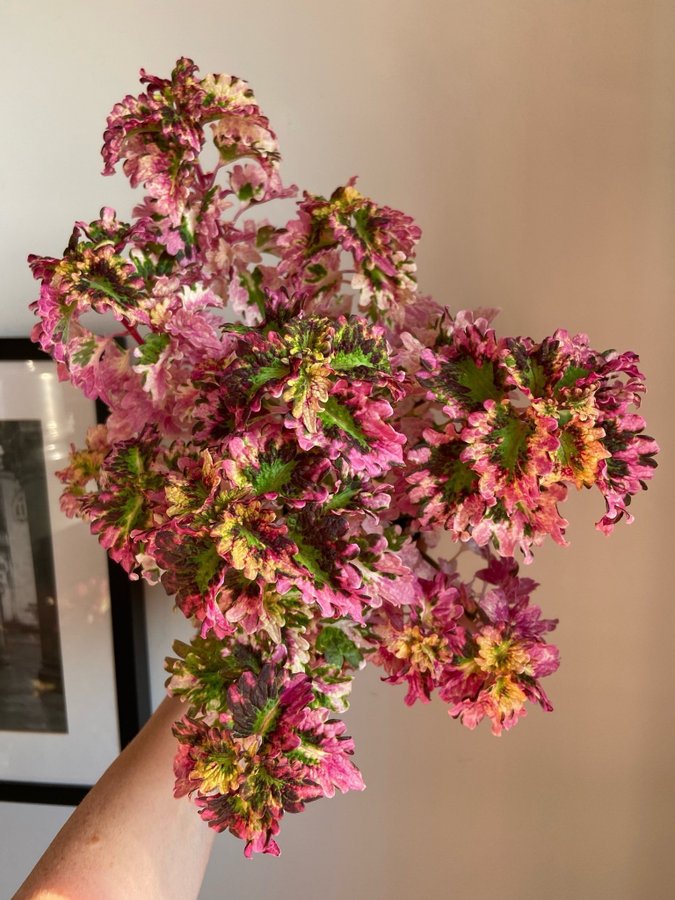 Palettblad/Coleus Flora