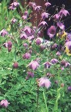 Semiaquilegia ecalcarata flpl - Dockakleja