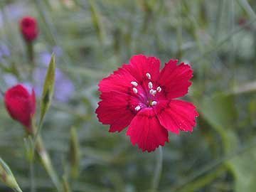 Dianthus deltoides 'Samos' - Backnejlika