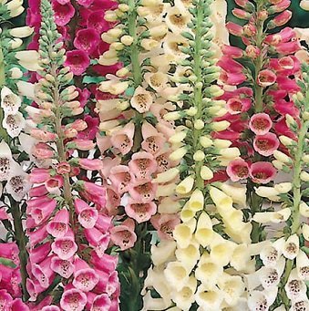 Digitalis purpurea 'Excelsior Mixed' - Fingerborgsblomma