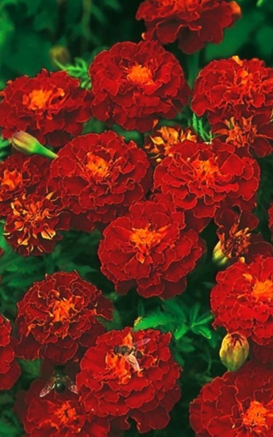 Tagetes 'Red Gem'