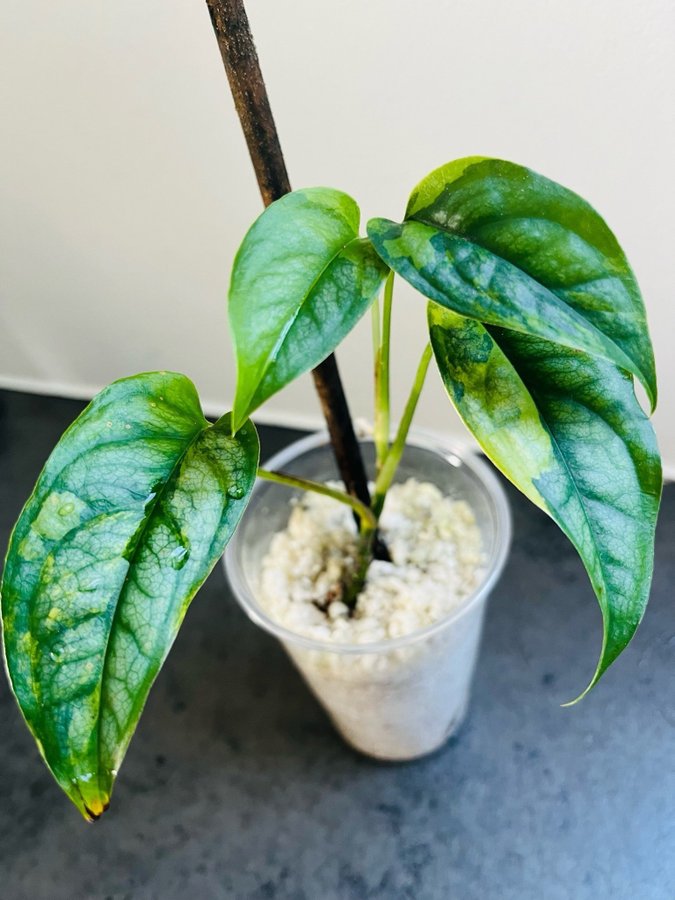 Monstera siltepecana og eppinnatum marble