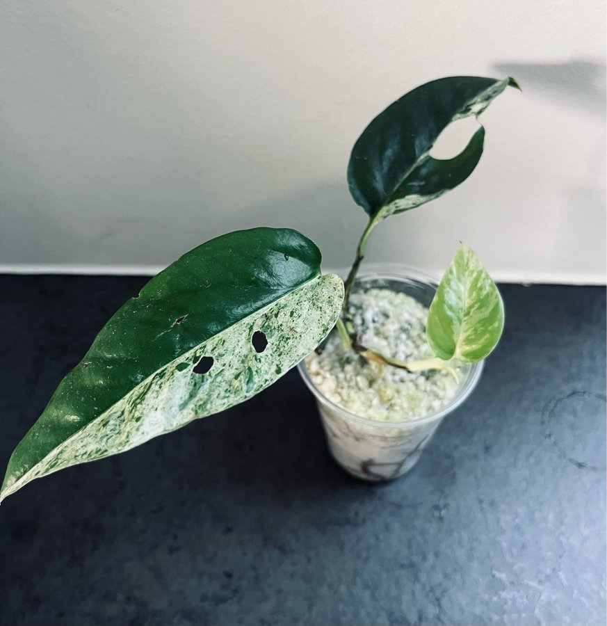 Monstera siltepecana og eppinnatum marble