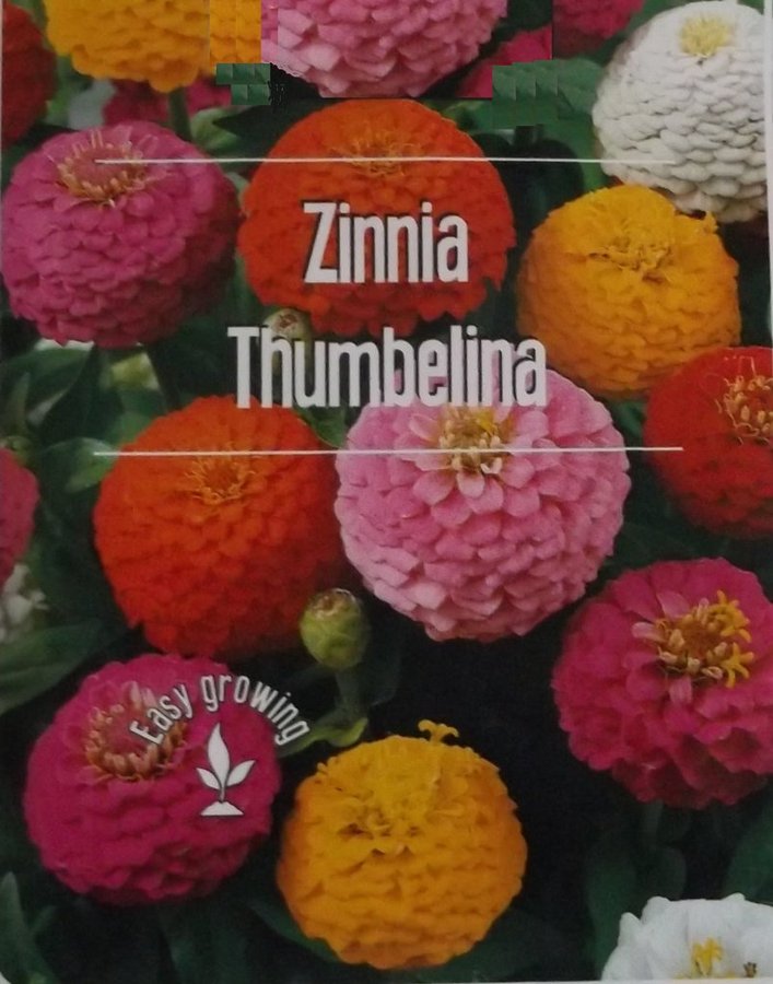 Zinnia Thumbelina Mix Gul Orange Rosa Röd Vit 15 Frön