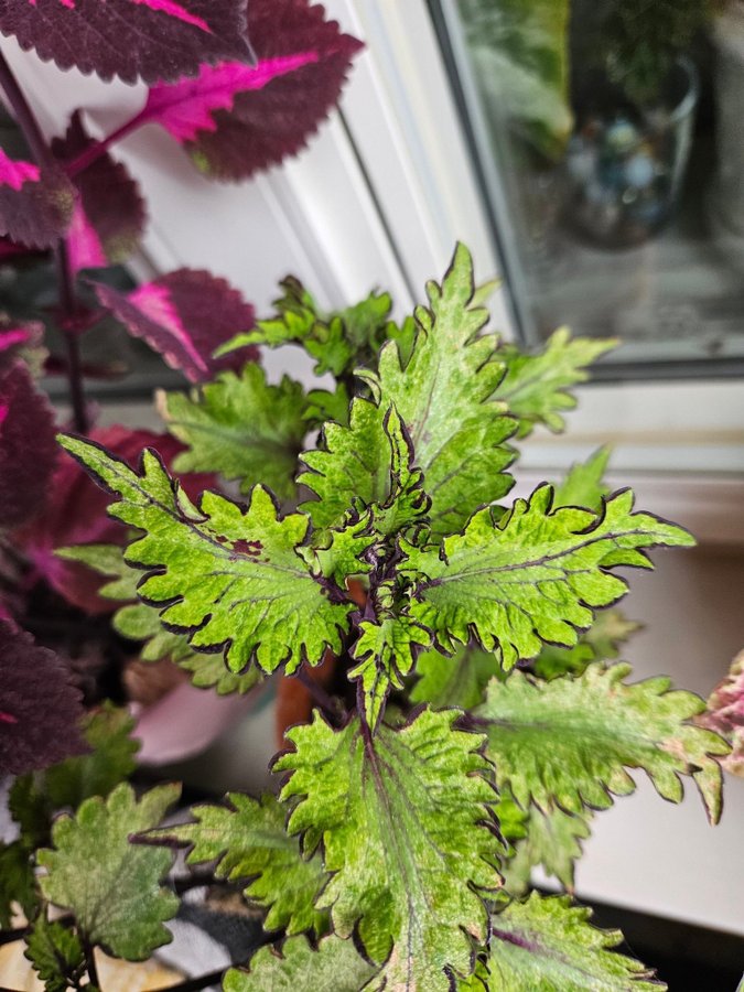 Palettblad stickling Rodeo Drive orotad coleus