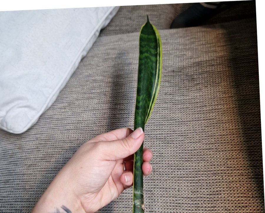 Svärmorstunga sansevieria trifasciata