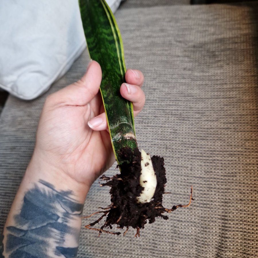 Svärmorstunga sansevieria trifasciata