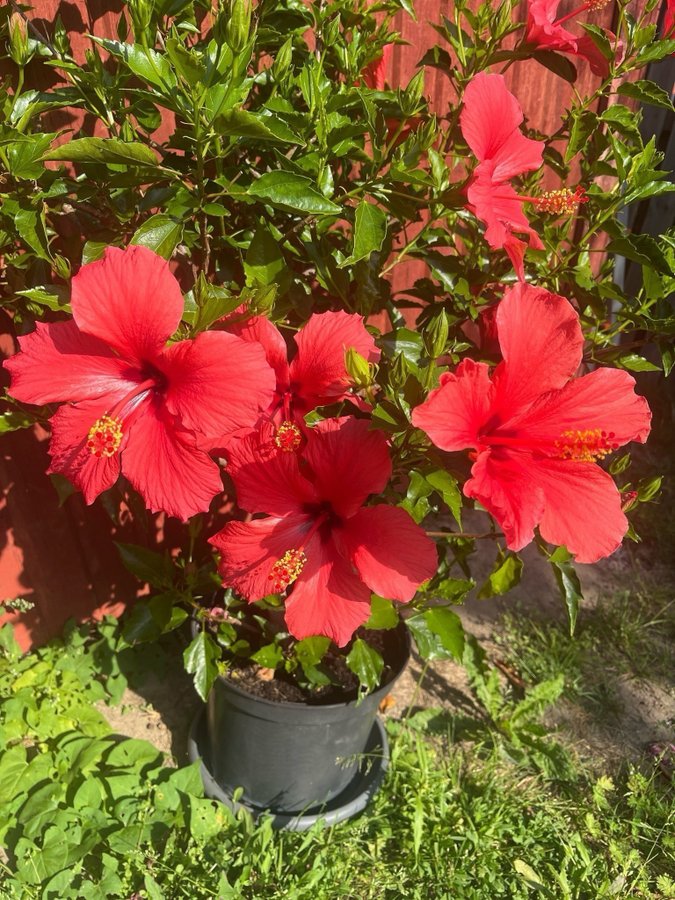 Hibiskus rosa 3 stickningar