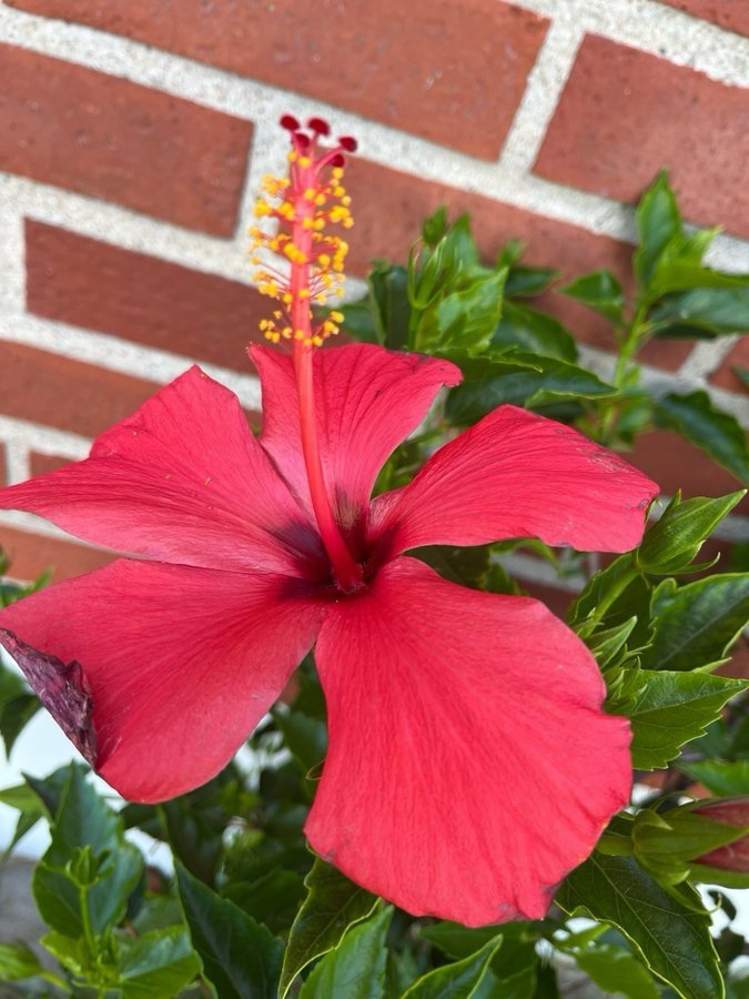 Hibiskus rosa 3 stickningar