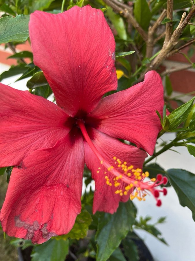 Hibiskus rosa 3 stickningar