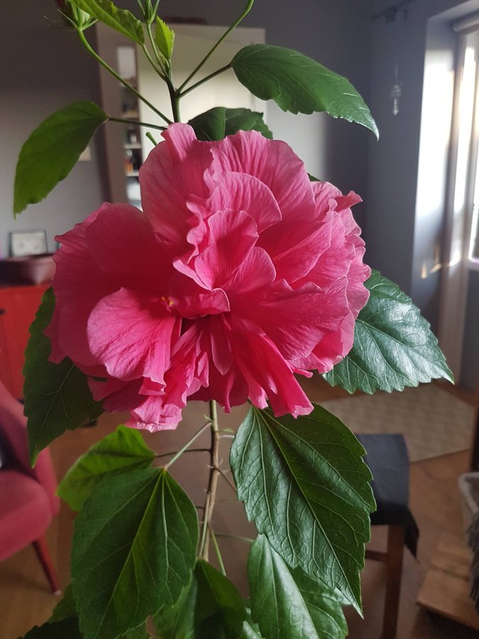 Stor stammad Hibiscus