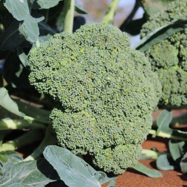 Broccoli Cezar, medeltidig, ca 40 frön