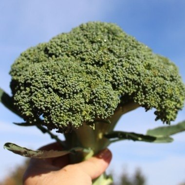 Broccoli Cezar, medeltidig, ca 40 frön