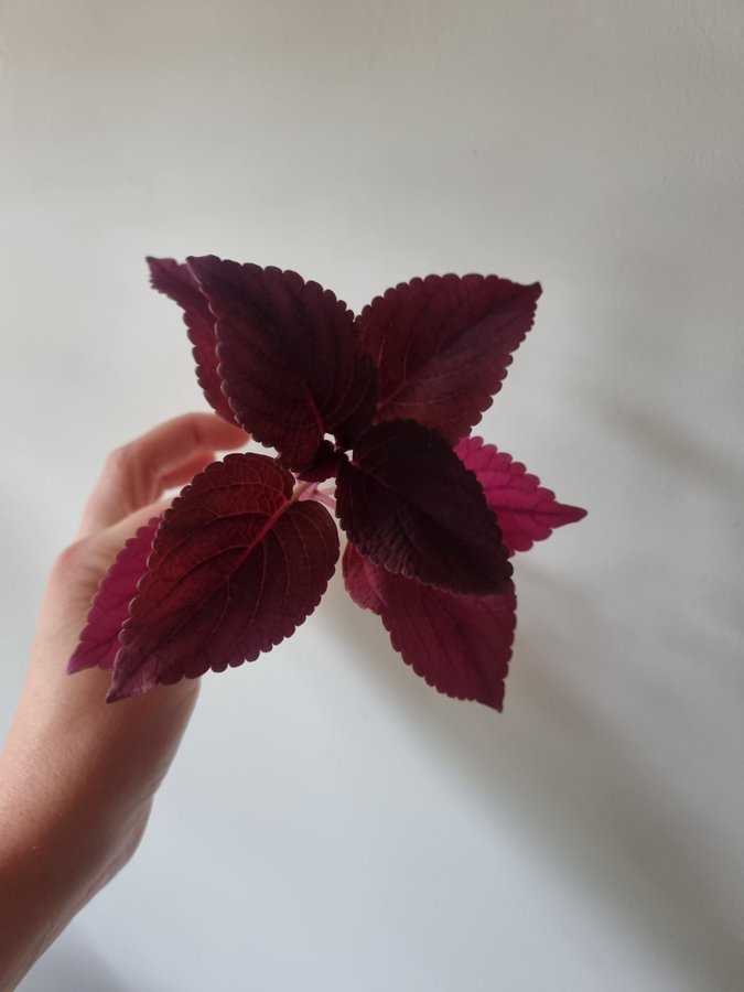 Palettblad Haines Coleus Stickling