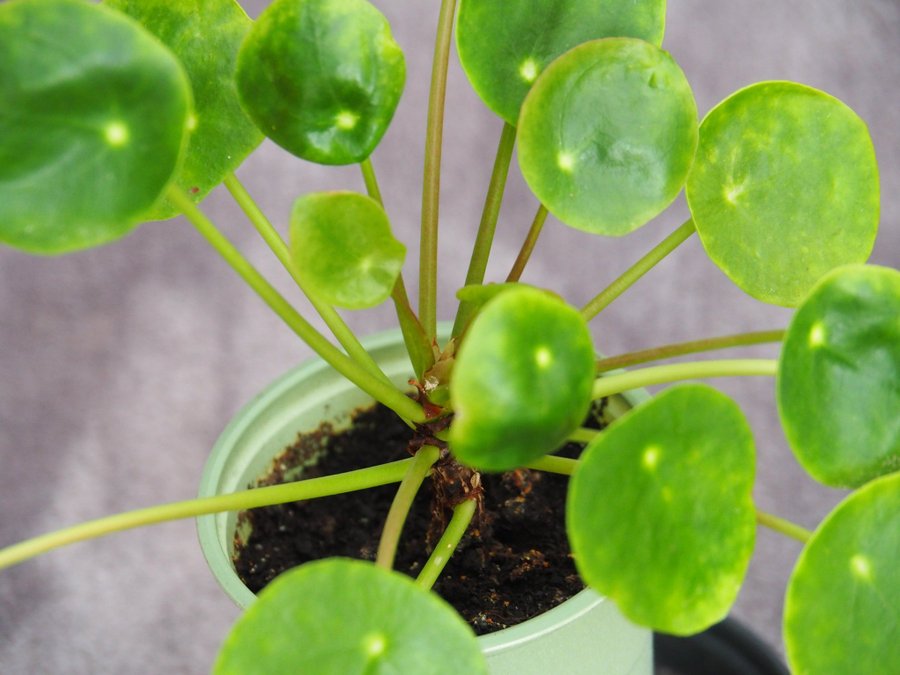 Pilea Sugar Elefantöra variegata stor planta