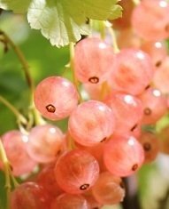 Ribes rubrum 'Aili' - Rosa Vinbär