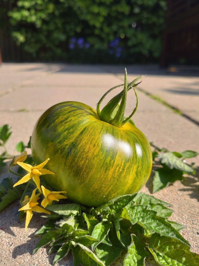 Tomatfrö Green zebra