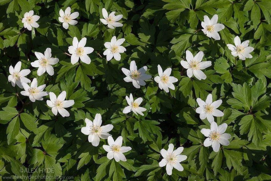 Vitsippa Anemone nemorosa 40 st plantor