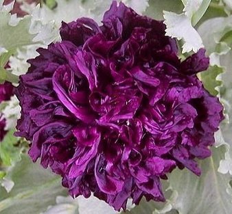 Papaver paeoniflorum 'Purple Peony' - Purpurlila pionvallmo