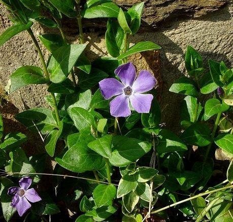 Väl rotade 40 plantor av Vinca minor Vintergröna med blå blommor!