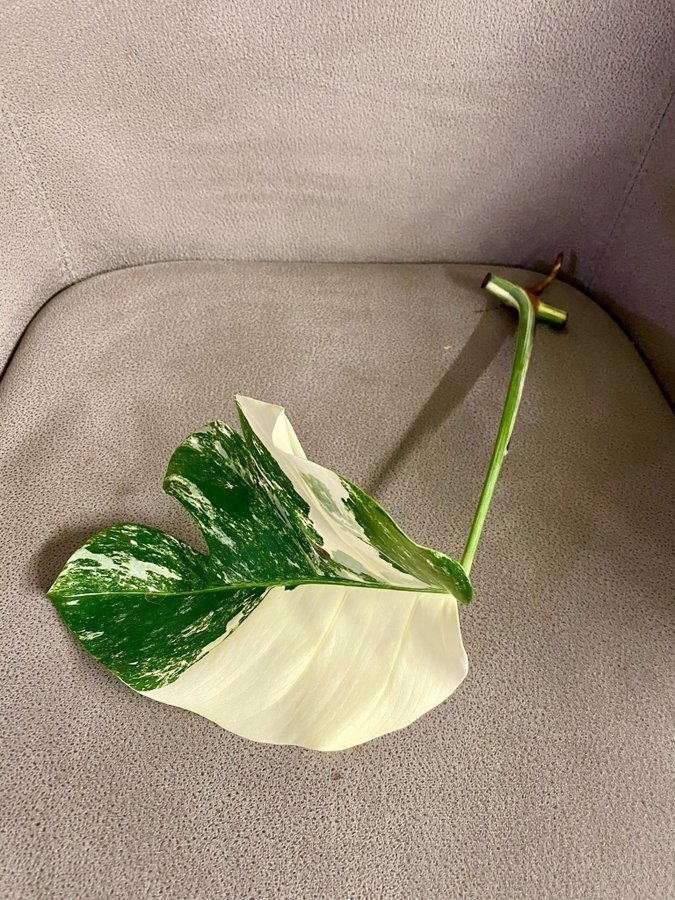 Monstera Variegata small form