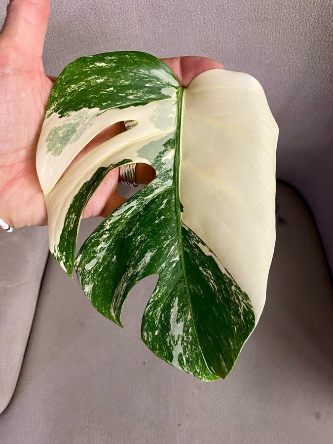 Monstera Variegata small form