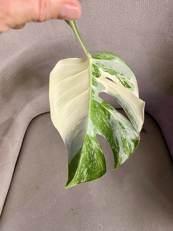 Monstera Variegata small form