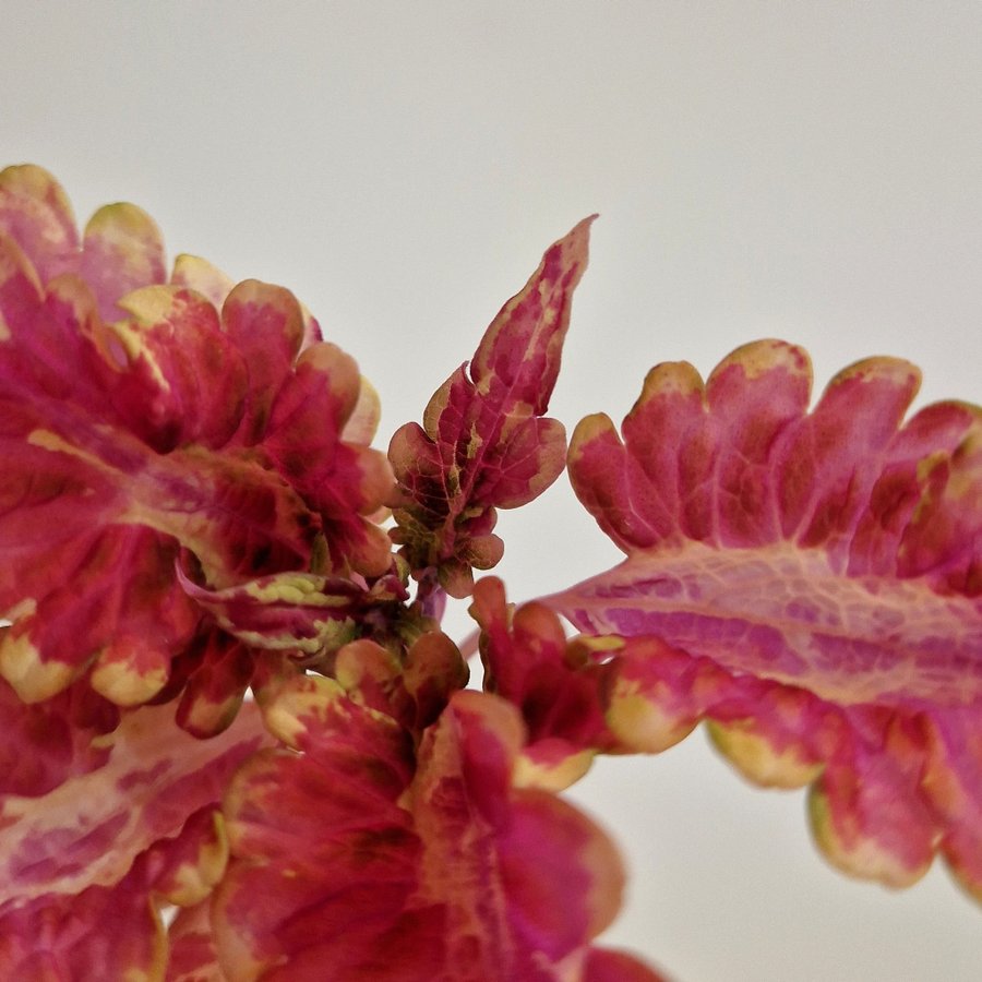 Palettblad/coleus • NN CANDY • stickling