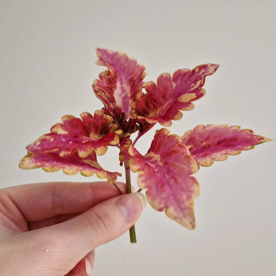 Palettblad/coleus • NN CANDY • stickling